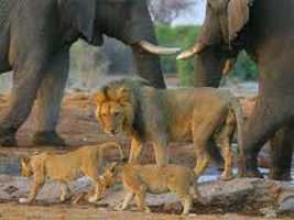 The Beach & Wildlife Voyager (South Africa, Zimbabwe, Mozambique)